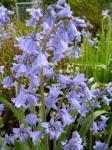 Hyacinthus orientalis var. albulus (Roman Hyacinth, French Hyacinth)
