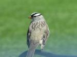 White crowned sparrow