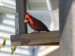 Cardinal (male)