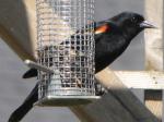 Red winged blackbird