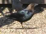 Brown headed cowbird