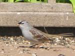 White crowned sparrow