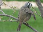 White crowned sparrow