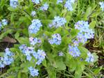 A little patch of forget me nots