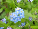 upclose... to the forget me nots