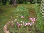 Naked Lady lilies and rockwork 