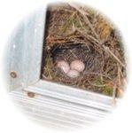 Bewick's Wren's Nest 