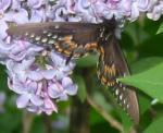 Female Eastern Swallowtail 