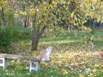 Kittykat in the orchard 