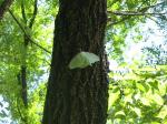 Newly hatched Luna Moth