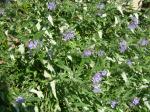 Caryopteris