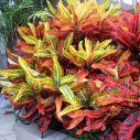 Crotons