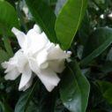 Gardenia florida