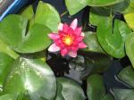 Reflective Flame Water Lily