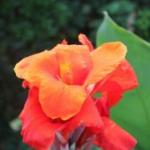 canna lily