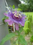 Passion Flower