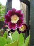 Auricula