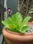 Auricula