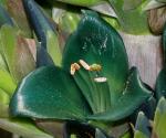 Green Flower