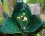 Green Flower