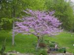 Eastern Redbud