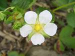 Strazzberry bloom