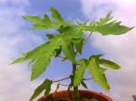 Papaya Tree, growing with speed!