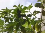 More Grapefruits, bunched on the tree!