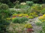 The Sedum Scree