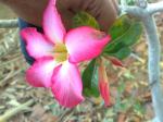 Desert Rose 1