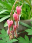 Dicentra spectabilis