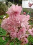 Ornamental Cherry blossom