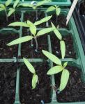 datura blackcurrant seedlings