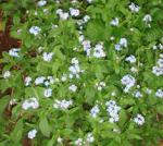 forget-me-nots