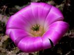 Fragile Beauty