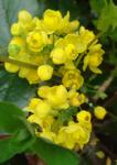 Mahonia