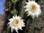 Saguaro Blossom