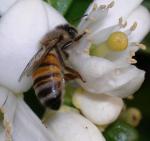 Busy Bee