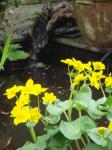 Marsh marigolds/buttercups