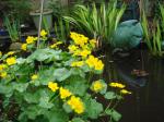 Marsh marigolds/buttercups