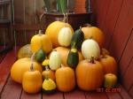 this pic shows pumpkins & the weird gourd/pumpkin, gourd/squash combos