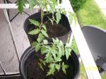 transplanted tomato plamts