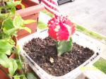 transplanted cactus