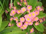 Pink Primula