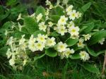 Traditional primroses