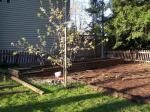 Blueberry garden partly built behind pear tree