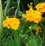 Orange Primula