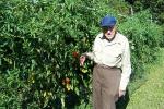 Jubilee Tomatoes