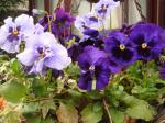 Purple pansies