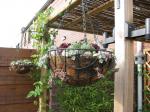 Succulents in hanging baskets